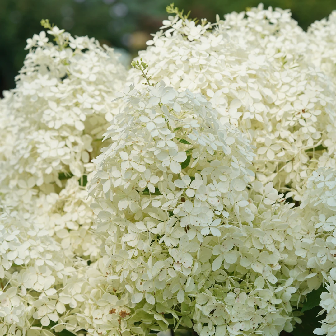 Puffer Fish® Panicle Hydrangea 3 Puffer Fish® Panicle Hydrangea - Image 3