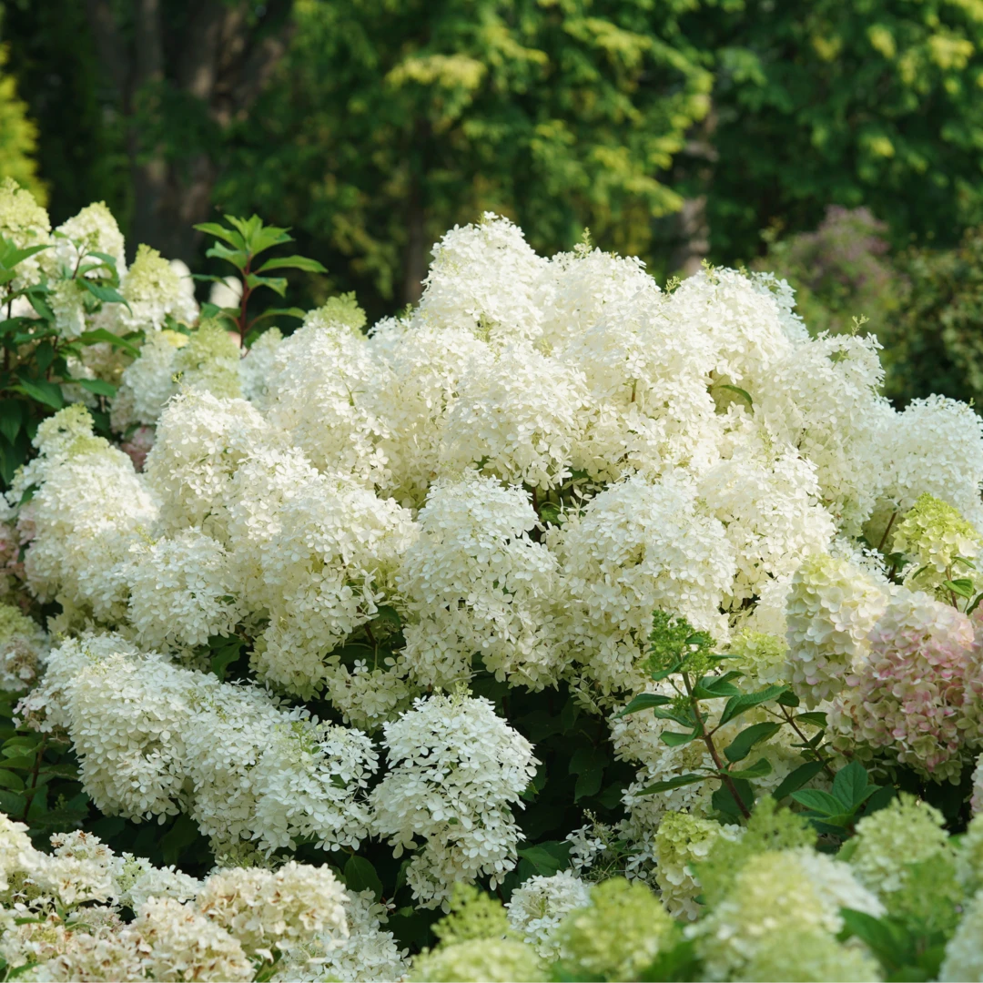 Puffer Fish® Panicle Hydrangea 4 Puffer Fish® Panicle Hydrangea - Image 4