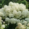 Puffer Fish® Panicle Hydrangea