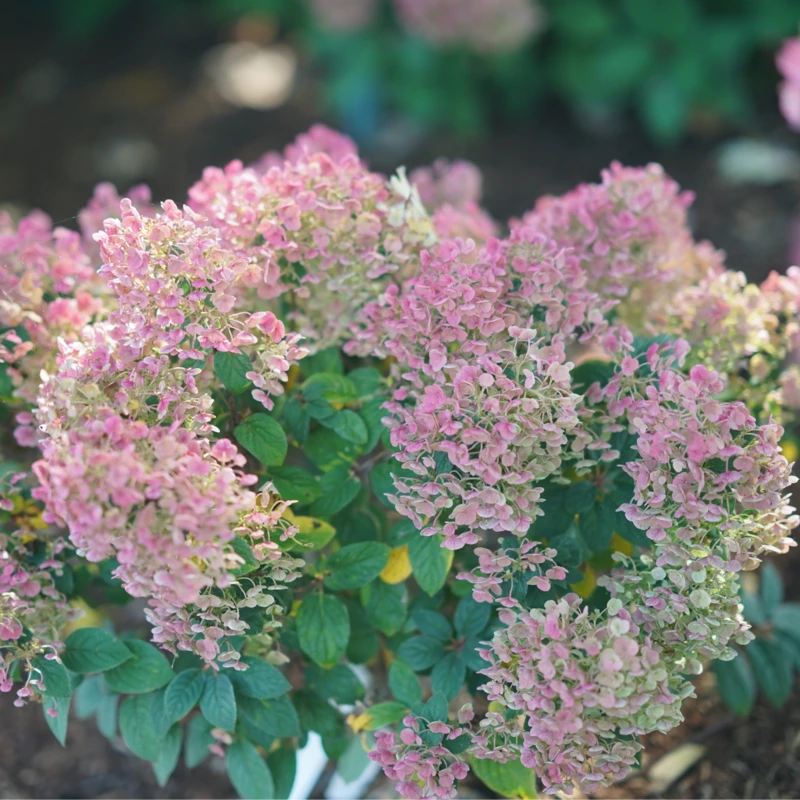 Tiny Quick Fire™ Panicle Hydrangea 3 Tiny Quick Fire™ Panicle Hydrangea - Image 3