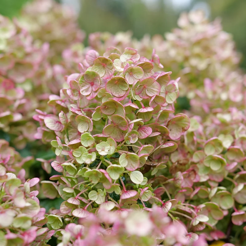 Tiny Quick Fire™ Panicle Hydrangea 2 Tiny Quick Fire™ Panicle Hydrangea - Image 2