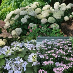 Hydrangeas For Small Spaces Collection