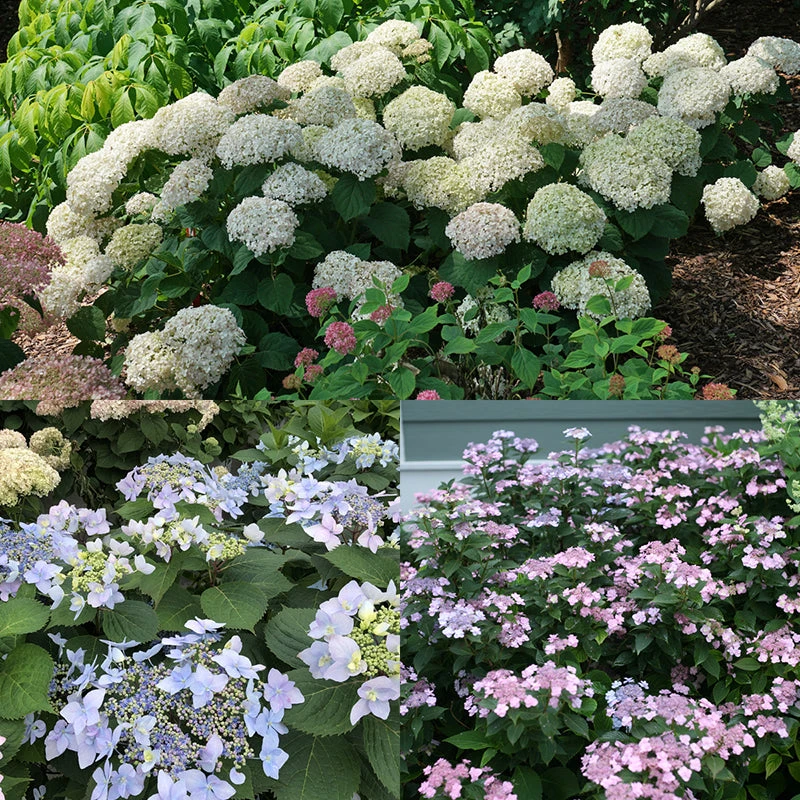 Hydrangeas For Small Spaces Collection 1 Hydrangeas For Small Spaces Collection