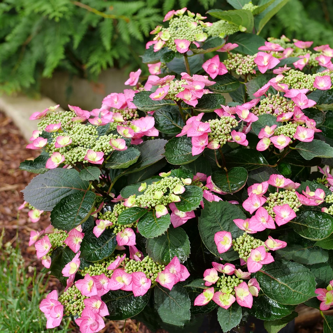 Tuff Stuff Top Fun™ Mountain Hydrangea 1 Tuff Stuff Top Fun™ Mountain Hydrangea