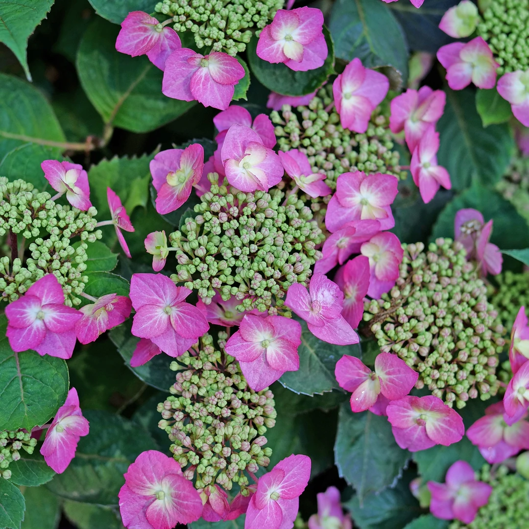 Tuff Stuff Top Fun™ Mountain Hydrangea 2 Tuff Stuff Top Fun™ Mountain Hydrangea - Image 2