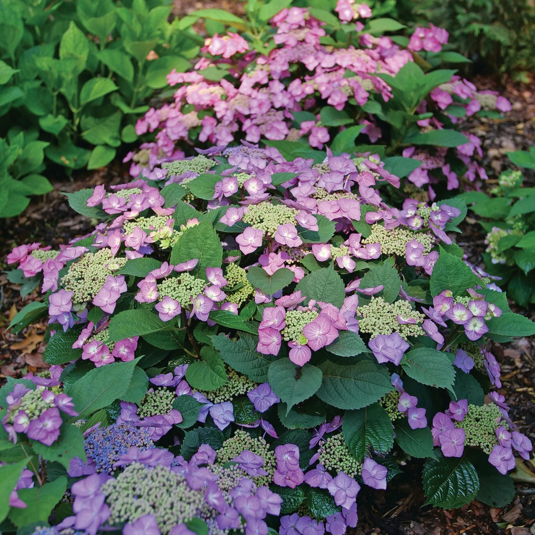 Tuff Stuff Top Fun™ Mountain Hydrangea 3 Tuff Stuff Top Fun™ Mountain Hydrangea - Image 3