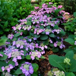 Tuff Stuff Top Fun™ Mountain Hydrangea 8 Tuff Stuff Top Fun™ Mountain Hydrangea -Great Garden Plants Shop HydrangeaserrataTuffStuffTopFunP1195777 1080x1080 99624e0