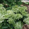 Fairytrail™ Green Cascade Hydrangea