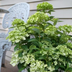 Fairytrail™ Green Cascade Hydrangea 6 Fairytrail™ Green Cascade Hydrangea -Great Garden Plants Shop HydrangeaxFairytrailGreenP1214788 800x800 e9953bd