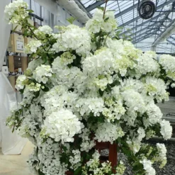 Fairytrail™ White Cascade Hydrangea -Great Garden Plants Shop HydrangeaxFairytrailWhite 800x800 e22f427