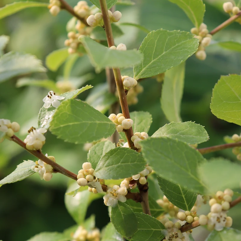 Mr. Poppins® Winterberry Holly 2 Mr. Poppins® Winterberry Holly - Image 2