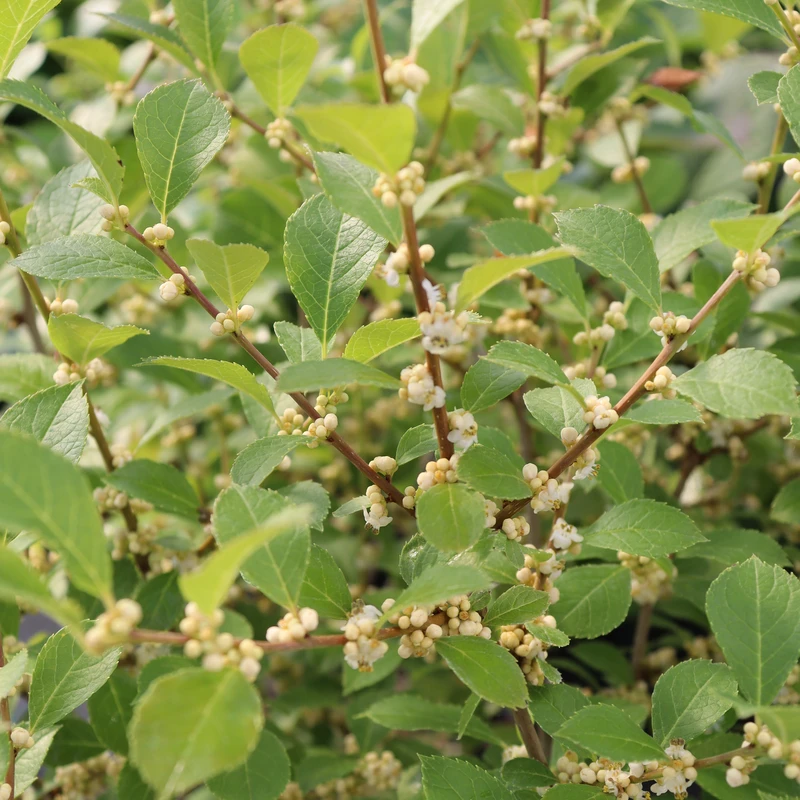 Mr. Poppins® Winterberry Holly 4 Mr. Poppins® Winterberry Holly - Image 4