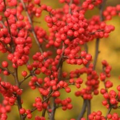 Berry Heavy® Winterberry Holly -Great Garden Plants Shop Ilex verticillata Berry Heavy 1 P 38bd9223 c466 47f9 b4bf f6bad7e55853 sw