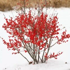 Berry Poppins® Winterberry Holly -Great Garden Plants Shop Ilex verticillata Berry Poppins 2 P 9f12aa00 873a 458b ac28 b0c67e7fe889 sw