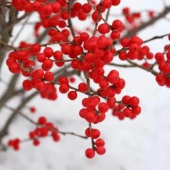 Berry Poppins® Winterberry Holly -Great Garden Plants Shop Ilex verticillata Berry Poppins 3 P a9cfa142 889b 4fc7 acde d5ef636bc260 sw