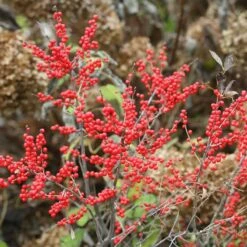 Berry Poppins® Winterberry Holly -Great Garden Plants Shop Ilex verticillata Berry Poppins 5 P c6895b73 ad80 454e 8333 2fa23963c563 sw