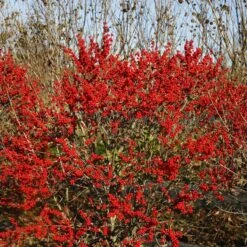 Berry Poppins® Winterberry Holly -Great Garden Plants Shop Ilex verticillata Berry Poppins 6 P 4d74fbf5 874a 4d13 a2c0 0081f811afff sw