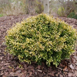 Glow Pop™ Japanese Holly 7 Glow Pop™ Japanese Holly -Great Garden Plants Shop Ilex crenata Glow Pop P1202479