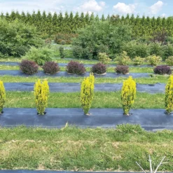 Glow Stick™ Japanese Holly -Great Garden Plants Shop Ilex crenata Glow Stick IMG 1552 4032x3024 3c3502c