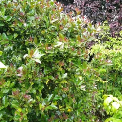 Castle Rouge™ Blue Holly 7 Castle Rouge™ Blue Holly -Great Garden Plants Shop Ilex x meserveae Castle Rouge 54