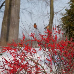 Berry Poppins® Winterberry Holly -Great Garden Plants Shop IlexverticillataBerryPoppinsP1129657 800x800 b51f9ed