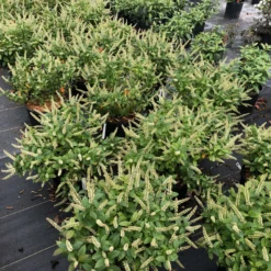 Fizzy Mizzy™ Sweetspire -Great Garden Plants Shop IteaFizzyMizzyIMG 0223 sw scaled