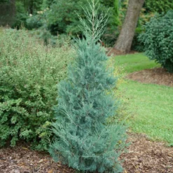 Aquavita™ Juniper -Great Garden Plants Shop Juniperus Aquavita 3