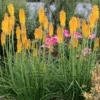 'Mango Popsicle' Red Hot Poker