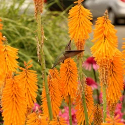 'Mango Popsicle' Red Hot Poker 6 'Mango Popsicle' Red Hot Poker -Great Garden Plants Shop Kniphofia Mango Popsicle 6