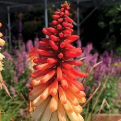 'Orange Vanilla Popsicle' Red Hot Poker -Great Garden Plants Shop Kniphofia Orange Vanilla Popsicle 6