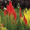 'Redhot Popsicle' Red Hot Poker