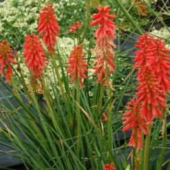 'Redhot Popsicle' Red Hot Poker -Great Garden Plants Shop Kniphofia Redhot Popsicle 4