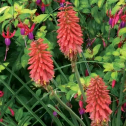 'Redhot Popsicle' Red Hot Poker -Great Garden Plants Shop Kniphofia Redhot Popsicle 5