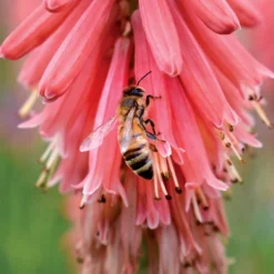'Redhot Popsicle' Red Hot Poker -Great Garden Plants Shop Kniphofia Redhot Popsicle 6 1
