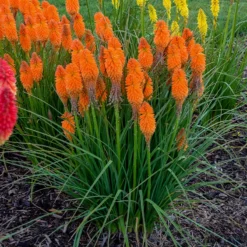Pyromania™ 'Orange Blaze' Red Hot Poker -Great Garden Plants Shop Kniphofia Orange Blaze 2 P