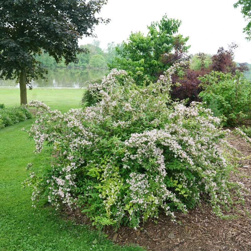 Jolene Jolene™ Beautybush 2 Jolene Jolene™ Beautybush - Image 2