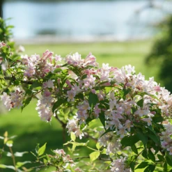 Jolene Jolene™ Beautybush