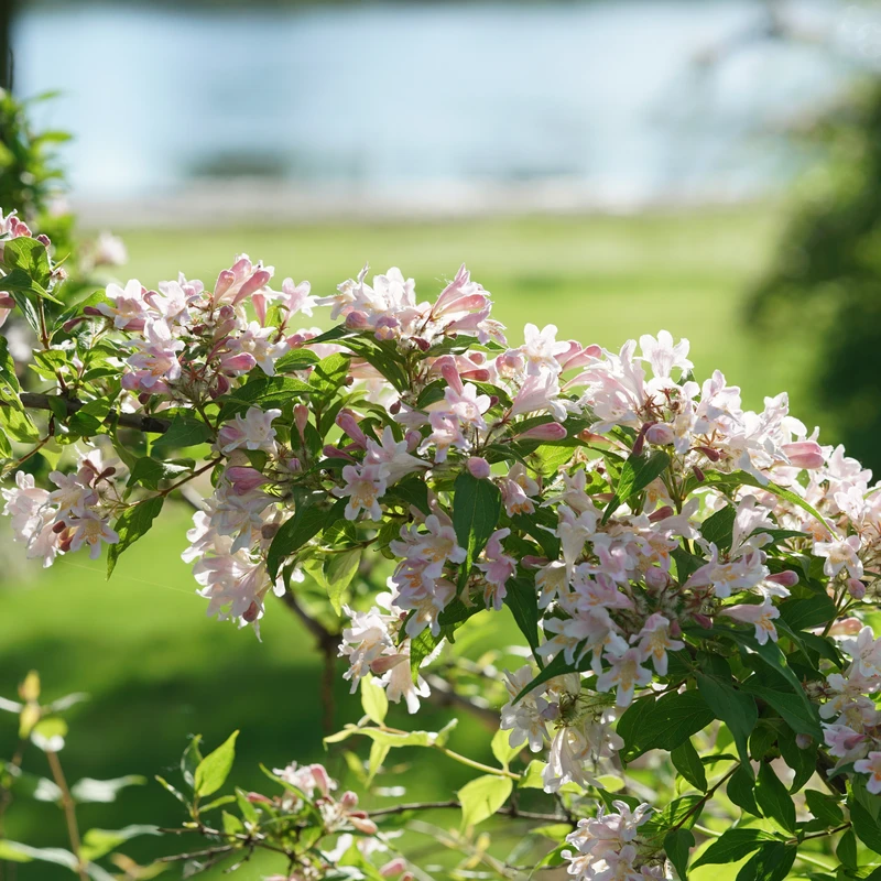 Jolene Jolene™ Beautybush 1 Jolene Jolene™ Beautybush
