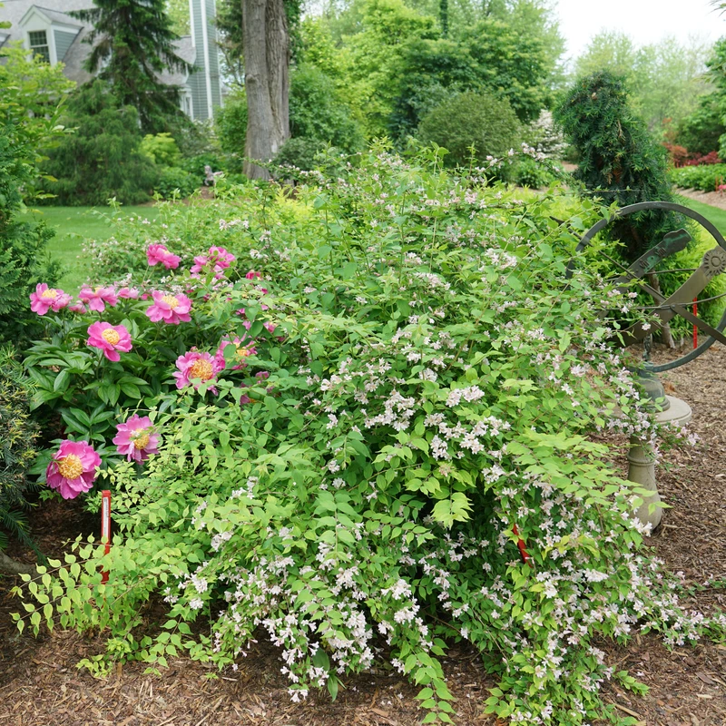 Jolene Jolene™ Beautybush 3 Jolene Jolene™ Beautybush - Image 3