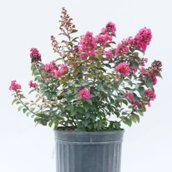 Rikki Tikki® Pink Crapemyrtle -Great Garden Plants Shop Lagerstromea Rikki Tikki Pink 3 P