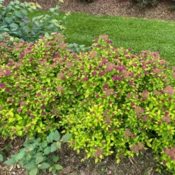 Double Play® Dolly™ Spirea 7 Double Play® Dolly™ Spirea -Great Garden Plants Shop Landscapeviewoftheroundedcarefreehabitof yyt