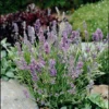 'Ellagance Sky' Lavender