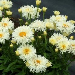 'Coconut' Double Shasta Daisy 7 'Coconut' Double Shasta Daisy -Great Garden Plants Shop Leucanthemum Coconut 2