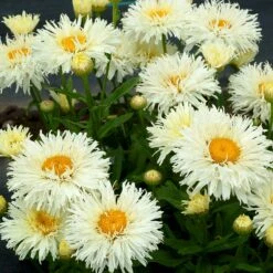 'Coconut' Double Shasta Daisy 6 'Coconut' Double Shasta Daisy -Great Garden Plants Shop Leucanthemum Coconut 3