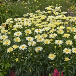 Amazing Daisies® 'Banana Cream' Shasta -Great Garden Plants Shop Leucanthemum Banana Cream 2 P 70ca4ab5 25ef 449f 9d4d 1238edb1ed89 sw