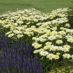 Amazing Daisies® 'Banana Cream' Shasta -Great Garden Plants Shop Leucanthemum Banana Cream 3 P 2b9bf5b7 58a6 4268 b2df 820fd2810532 sw