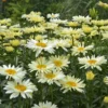 Amazing Daisies® 'Banana Cream' Shasta