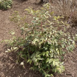 Paisley Pup™ Doghobble -Great Garden Plants Shop Leucothoe Paisley Pup IMG 9190