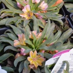 Great Garden Plants Shop 3 'Little Peach' Lewisia