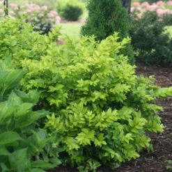 Golden Ticket® Privet -Great Garden Plants Shop Ligustrum Golden Ticket 3